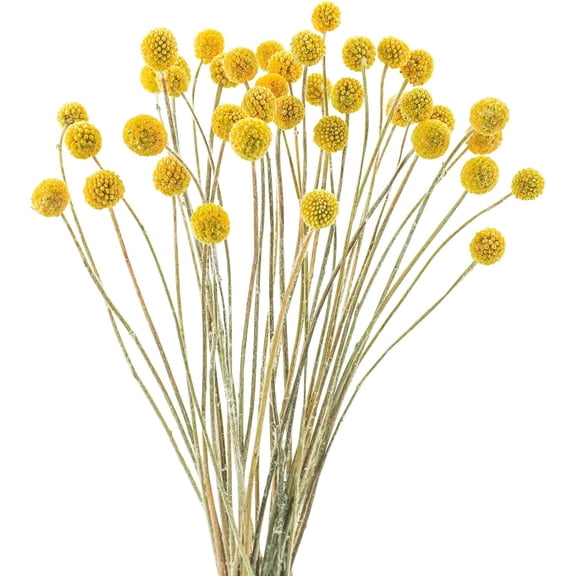 40Pcs Natural Dried Flowers Dried Craspedia Billy Balls Flowers, Dried Billy Buttons 16’’ Yellow Flowers Arrangements for Farmhouse Wedding Home Party DIY Decor A