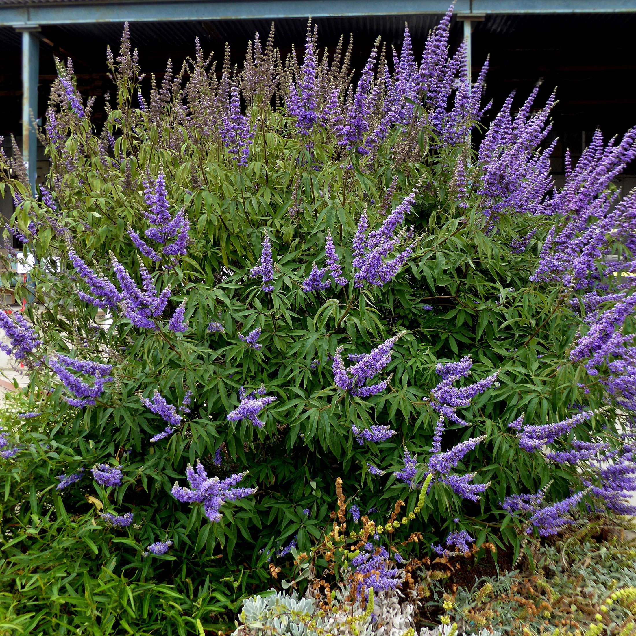 Expert Gardener 3-4 ft tall Shoal Creek Vitex Live Tree in 7-Gallon Grower Pot