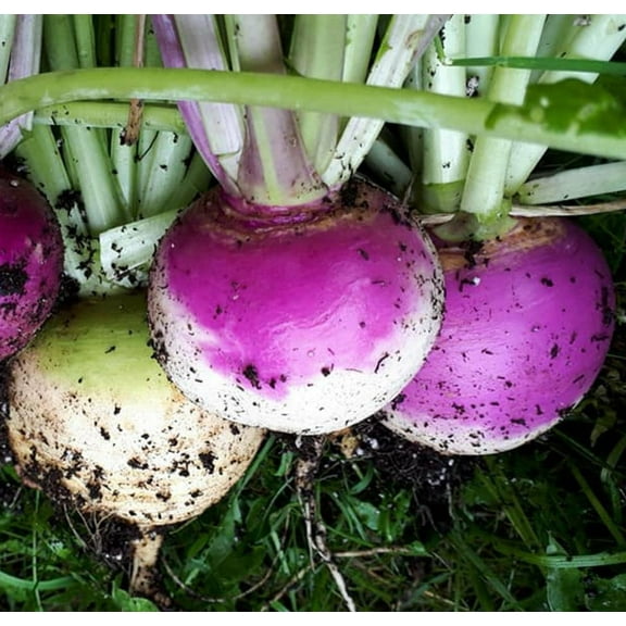 300  Purple Top Turnip Seeds for Planting