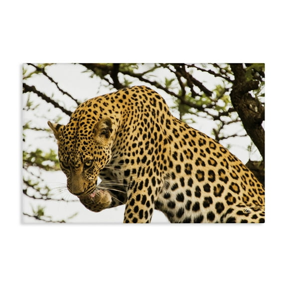 Stupell Industries Leopard After Lunch Animals Photography Wrapped Canvas Art Print Wall Art, 24 x 16