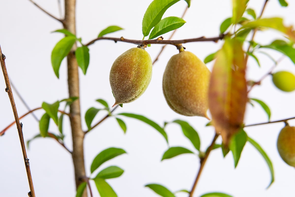 QGTOYHXQ ft Belle Of Peach Tree Sweet Fruit Freestone