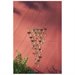 thumbnail image 2 of Shimmering Bells Dragonflies, 2 of 2