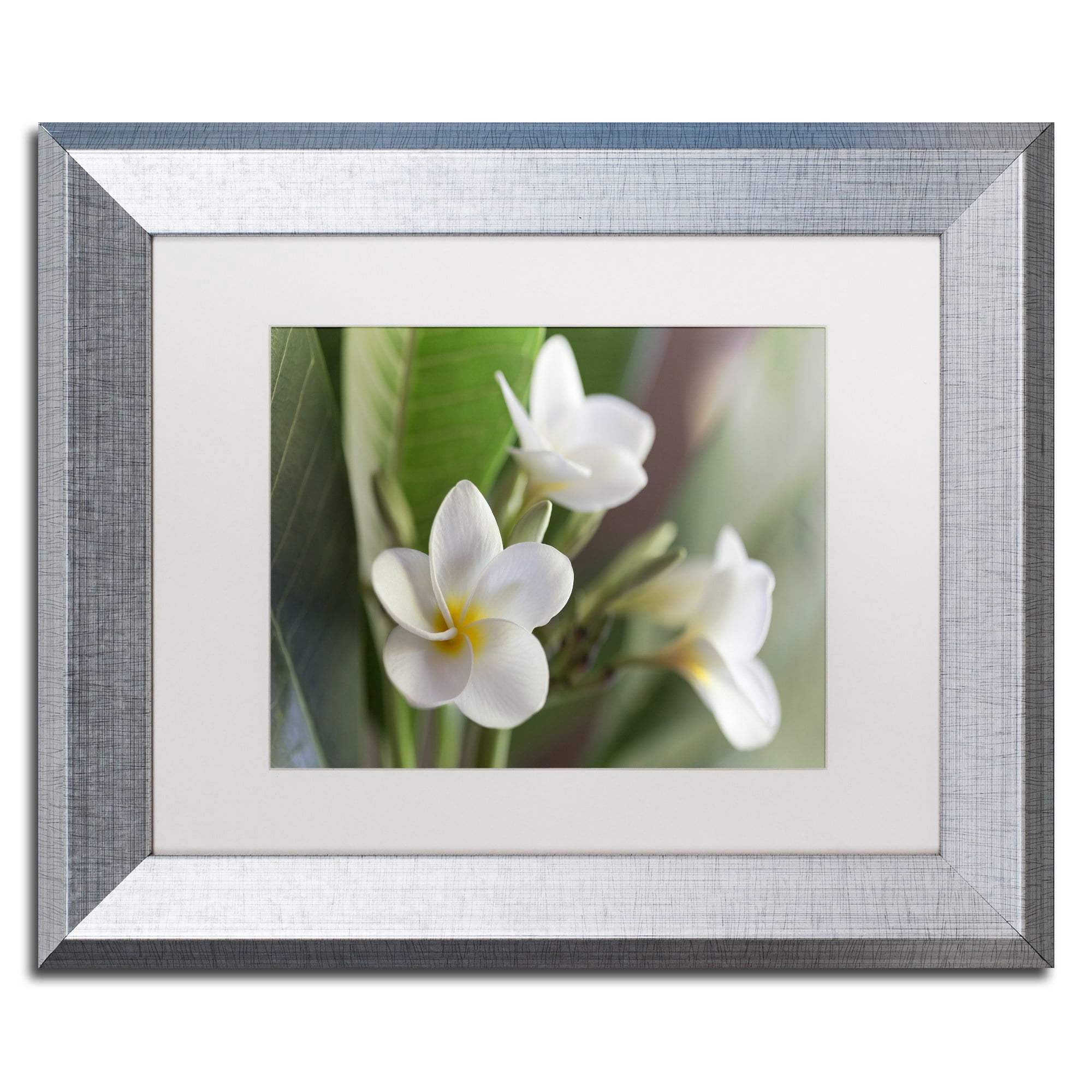 Trademark Fine Art 'Plumeria Bloom' Canvas Art by Pierre Leclerc, White Matte, Silver Frame