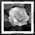 thumbnail image 5 of Art.com Sweet Rose II Photo by Nicole Katano, Black Frame Wall Art, 21" x 21", 5 of 5