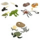 thumbnail image 1 of Simution Animal Figures Set Proceso Rana / / Tortuga Sunnimix Juego de crecimiento de insectos para niños, 1 of 8