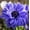 Lord Lieutenant, variant on Easy to Grow Anemone Rosea 20 Plant Bulbs, Spring Flowers Outdoor