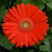 Expert Gardener Gerbera Qt Elephant Gotta