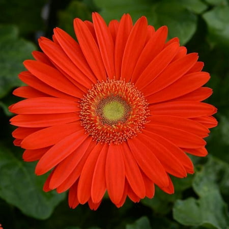 Expert Gardener Gerbera Qt Elephant Gotta