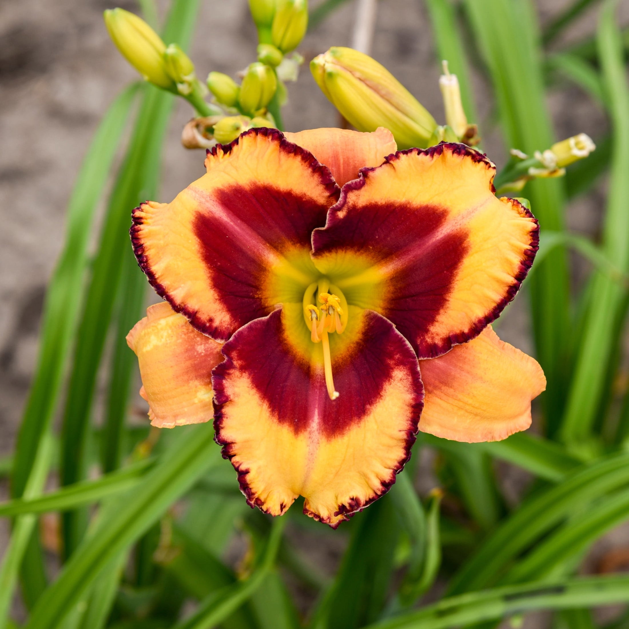Proven Winners 6" Yellow Rainbow Rhythm 'Blazing Glory' Daylily Live Plant in 6.5" Pot