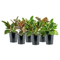 Costa Farms 12" Ficus Grower's Choice Live Plants in 5" Grower Pot (6 Count)