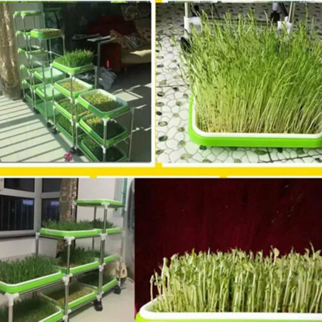 Sprouter Tray Soil-Free Big Capacity Germination Grass Box Grow 33cm X 26cmx 9cm 