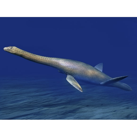 Cryptoclidus is an extinct plesiosaur from the Late Jurassic of England. Poster Print by Nobumichi Tamura/Stocktrek Images (32 x 24)