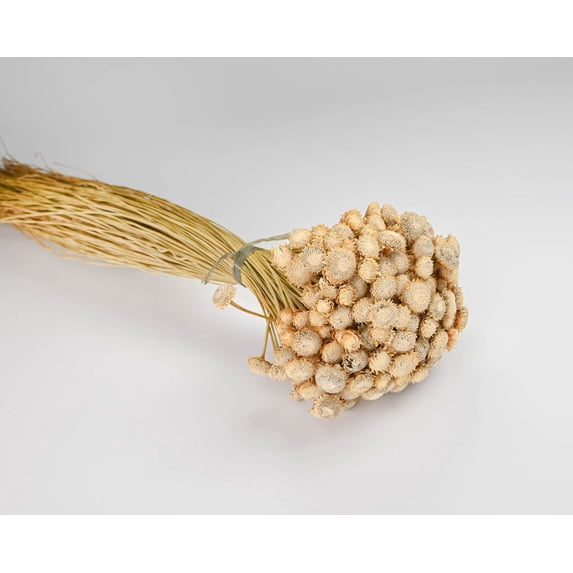 Case of 12 Bunches, Dried Diamond Button Flowers for Holiday, Season and Home Décor