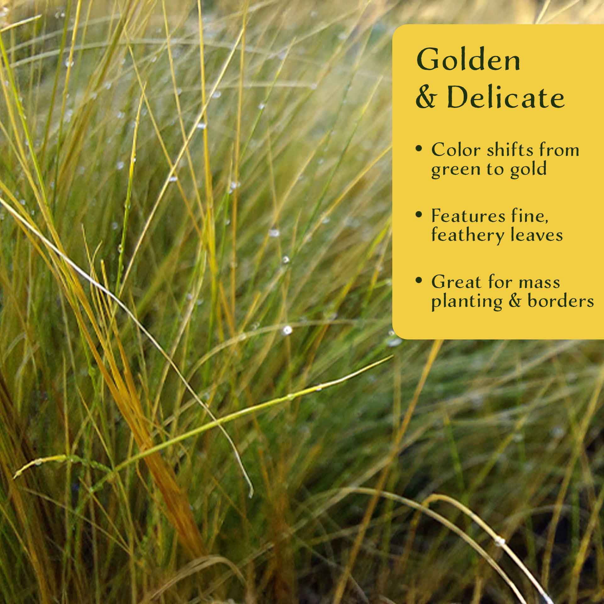 3 Mexican Feather Grass – Fine Textured Ornamental Grass with Silky Plumes for Borders & Mass Plantings (Nassella tenuissima) in 2.5” Cubes, Live Plants