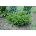 Sea Green Juniper Large Gallon Size Plants Juniperus Chinensis