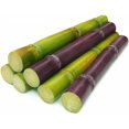 thumbnail image 1 of Fresh Sugar Cane Sugarcane Saccharum Officinarum (5lb), 1 of 2
