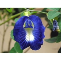 SEEDS == 20 Seeds - Blue Butterfly Pea -20 Seeds -Tropical Plant- Perfect for Trellis -Groundcover - Serendipity Seeds
