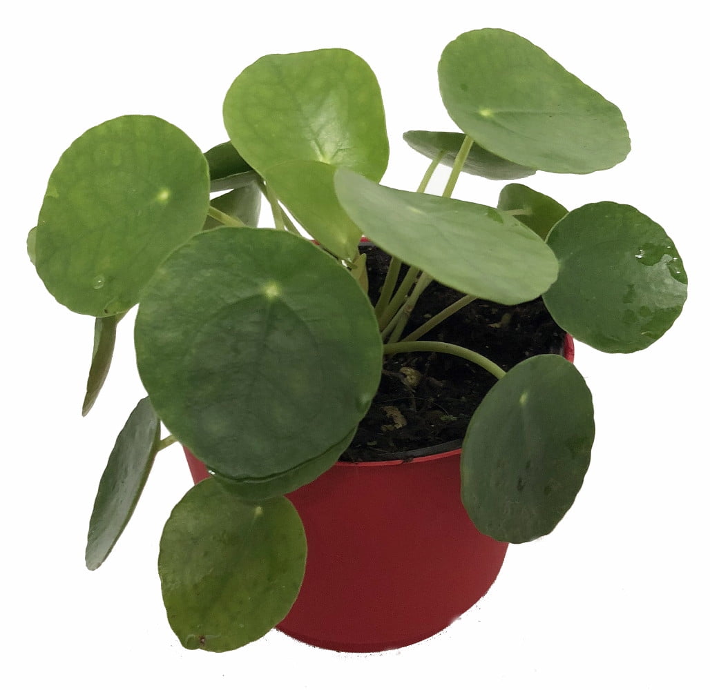 Chinese Money Plant - Pass It On Plant - UFO Plant - Pilea peperomioides -4' Pot