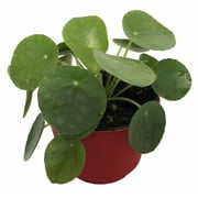 Chinese Money Plant - Pass It On Plant - UFO Plant - Pilea peperomioides -4" Pot