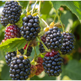 thumbnail image 3 of Set 2 Ouachita Blackberry Plants Live for Planting, Blackberries Plants Fruit Bushes Outdoor Garden 4 to 6 Inch Tall, 3 of 6
