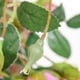 thumbnail image 4 of Bienvenido Plantas colgantes artificiales con flores rosas, guirnalda de 4.5 pies de flores colgantes falsas, cadena verde para pared, hogar, habitación, jardín, rosa, 4 of 6