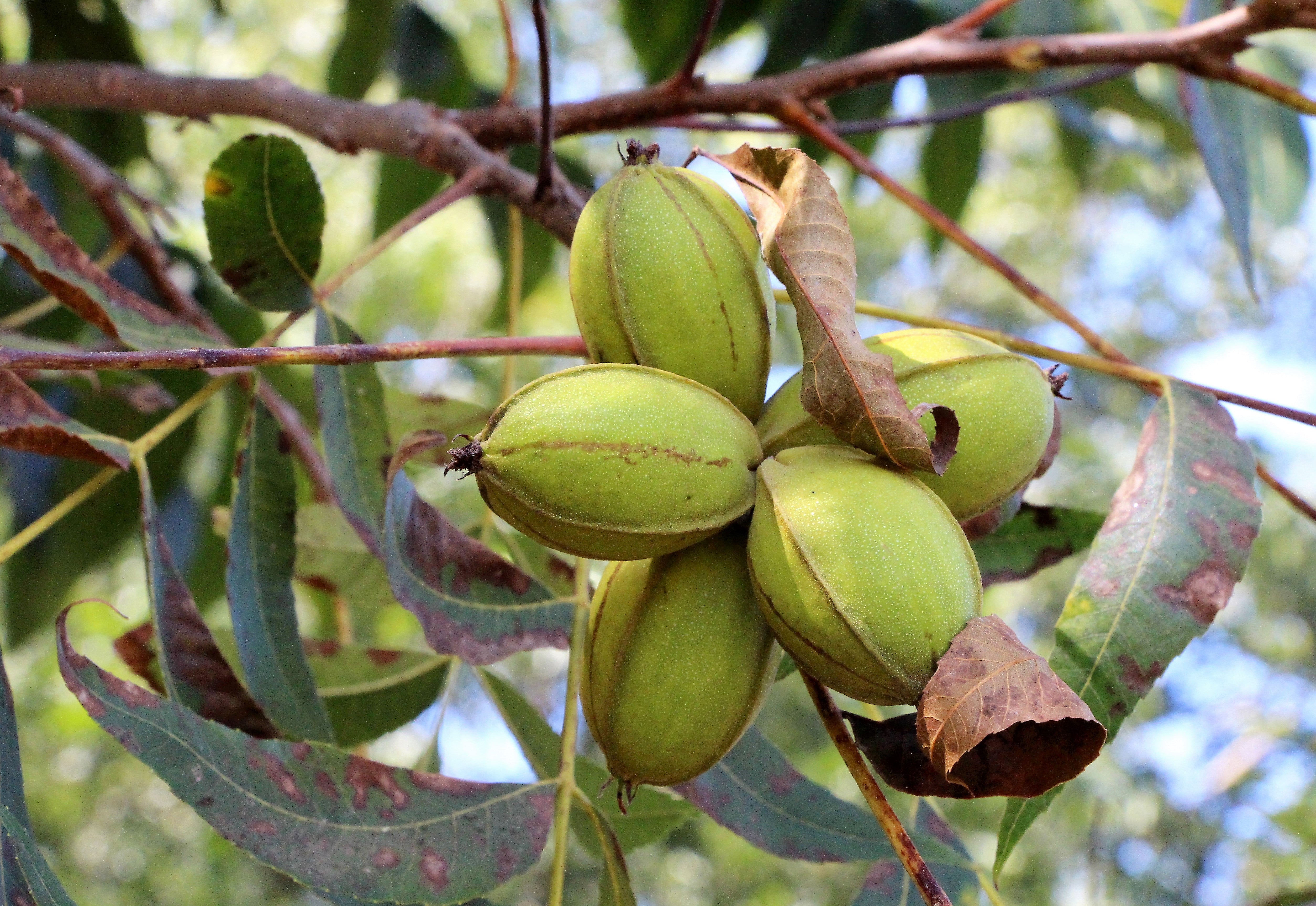 5 HARDY PECAN Tree Carya Illinoinensis King Nut Native Fruit Tree Seeds - image 4 of 13
