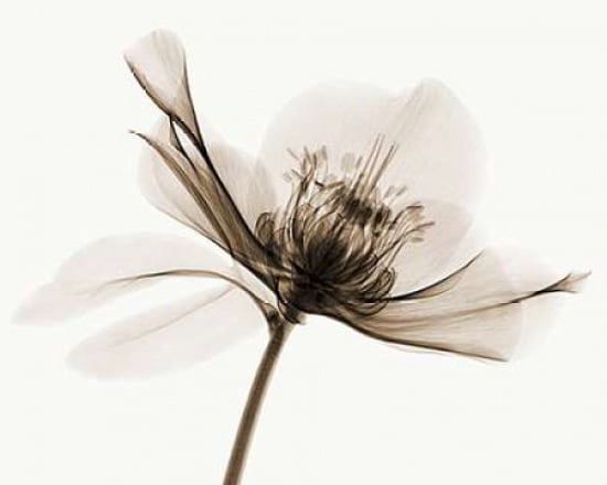 Hellebore Ii Canvas