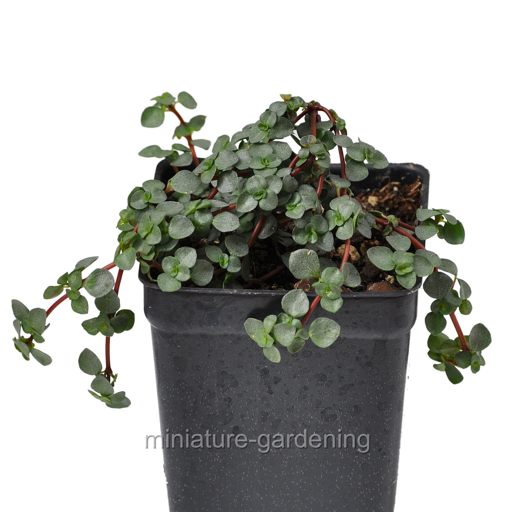 pilea aquamarine pilea aquamarine