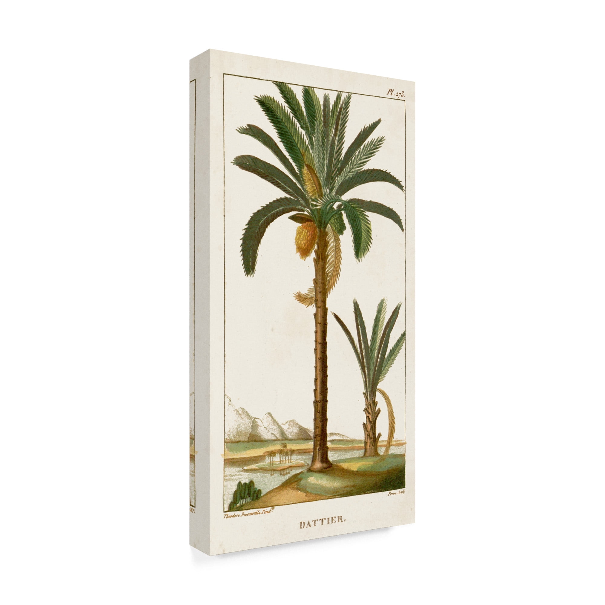 Trademark Fine Art 'Turpin Exotic Palms IV' Canvas Art by Turpin