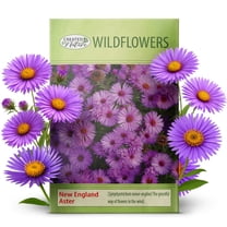 Created By Nature, New England Aster Seeds, Pink and Purple Perennial ...