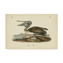 Trademark Fine Art 'Audubons Brown Pelican' Canvas Art by John James Audubon