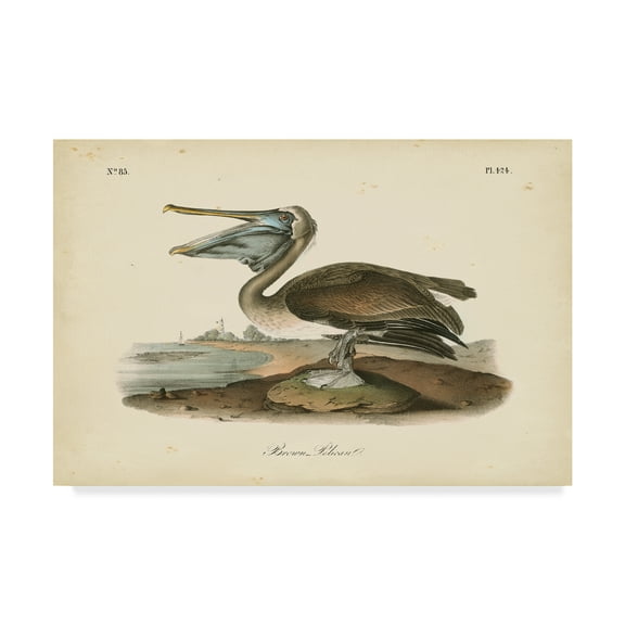 Trademark Fine Art 'Audubons Brown Pelican' Canvas Art by John James Audubon