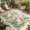 Fuchsia, Green, Pink, White, variant on Indoor Outdoor Area Rugs,Marine Starfish Shell Coral on White Washable Patio Rug Non-slip Quick Dry Camping Rugs,Abstract Ocean Life on White Floor Carpet for Porch Deck Backyard RV Decor,4x6ft