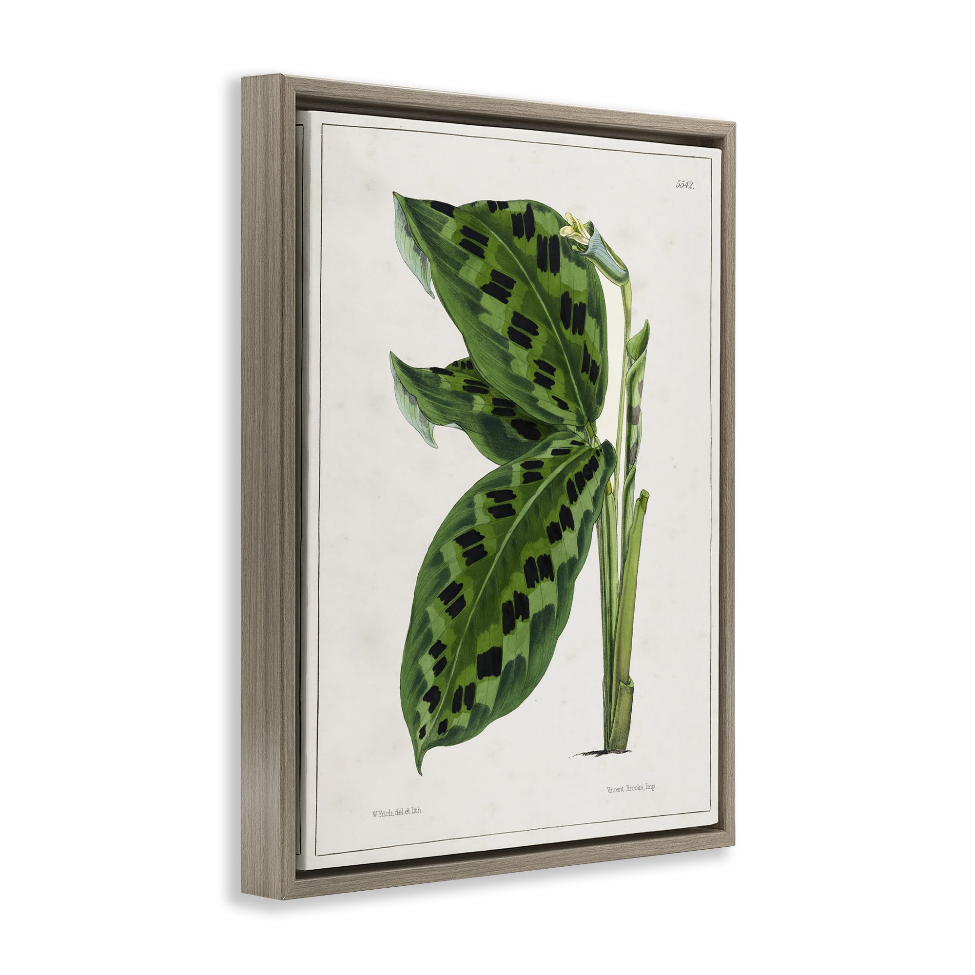 Stupell Industries Lush Plant Leaf Study Plants & Flowers Painting Brown Floater Framed Canvas Art Print Wall Art, 25 x 31