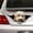Goldendoodle, variant on Beagle 3D Vinyl Car Decal Sticker, Waterproof Dog Car Stickers for Car Window, Animal Print Decoration, Single Use, Outdoor, 1 Count