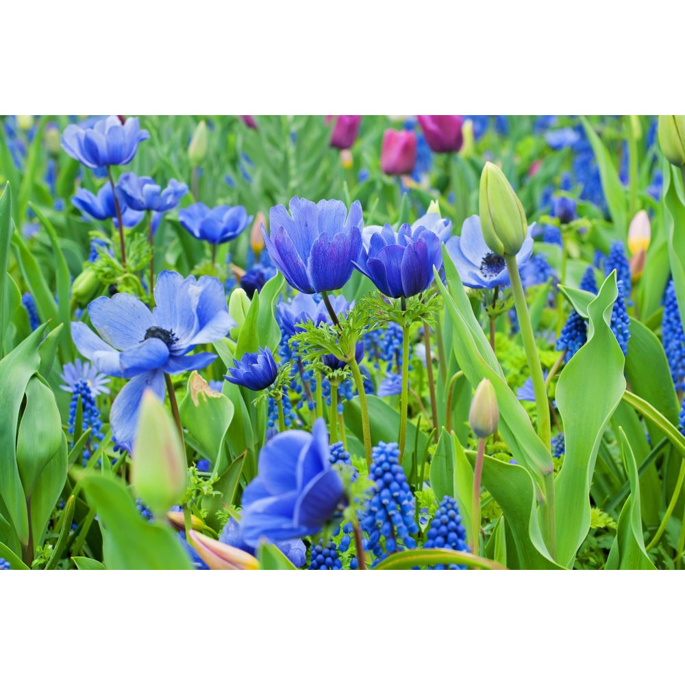 40 Shades of Blue Flower Bulb Collection 40 Count