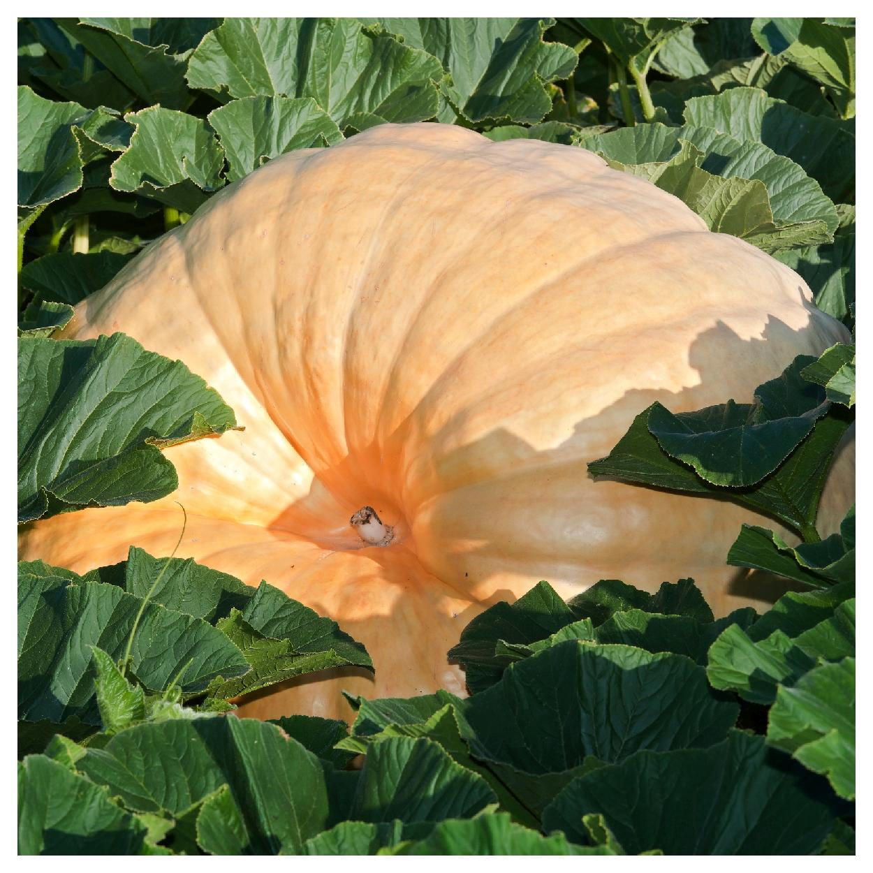 Everwilde Farms - 1/4 lb Atlantic Giant Pumpkin Seeds - Gold Vault Bulk Seed Packet