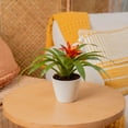 thumbnail image 5 of Costa Farms 10" Tall Bromeliad, Bright Indirect Sunlight, Indoor Live Houseplant, Decor Pot, 5 of 10