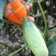thumbnail image 3 of Juego De Fundas Para Dedos Con Cortador De Pulgar, Herramienta De Recolección Para Cosecha De Plantas, Jardinería, Fruta, Verdura ANGGREK Otros, 3 of 8