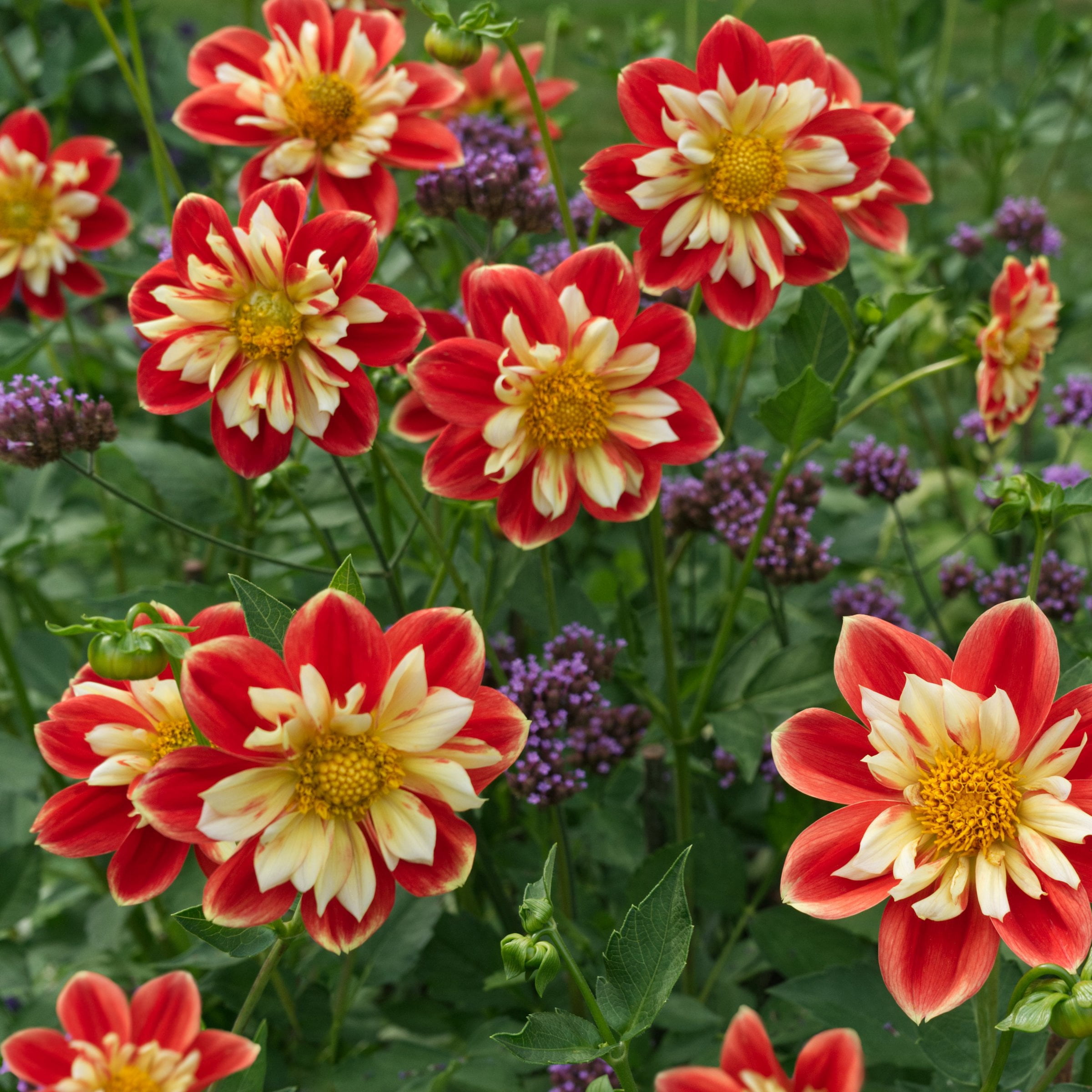 National Plant Network Dahlia Collarette Mixed Bulbs (10-Pack)