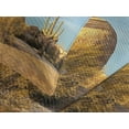 thumbnail image 4 of Ambesonne Cactus Quilted Bedspread Set 3 Pcs, Saguaros Boulders Sunset, King Size, Pale Blue Pale Brown, 4 of 5