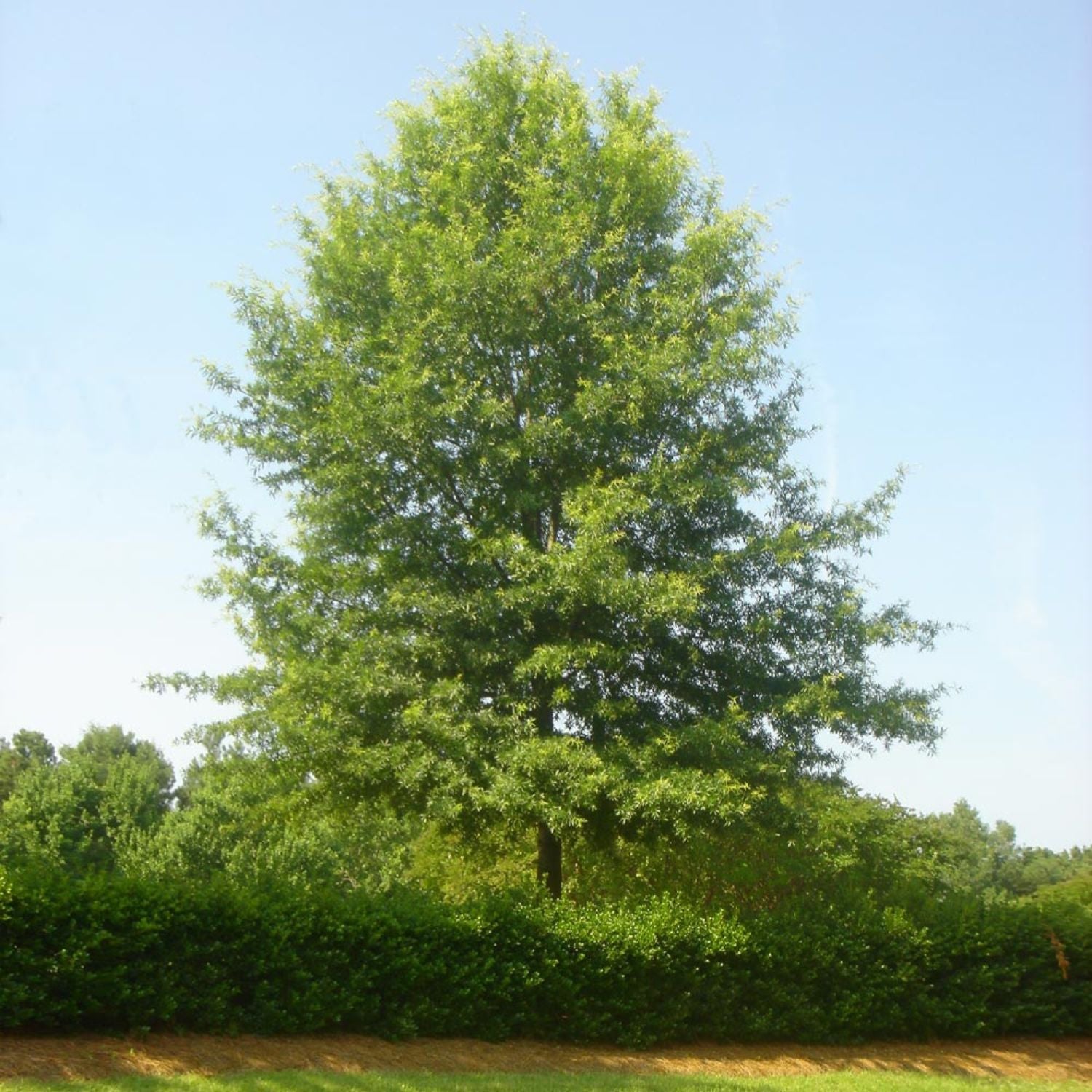 Expert Gardener 3-4 ft. tall Willow Oak Live Tree in 7- Gallon Grower Pot
