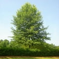thumbnail image 3 of Expert Gardener 3-4 ft. tall Willow Oak Live Tree in 7- Gallon Grower Pot, 3 of 6