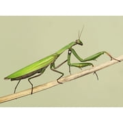 European Praying Mantis - 100-200 Babies with Hirt's Hatching Habitat - 2 Egg Cases