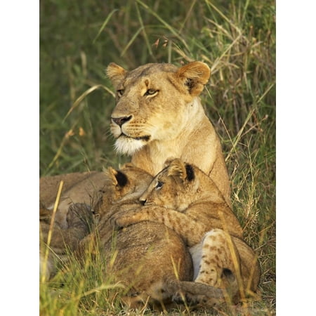 African Africa Art - Lioness with Two Cubs (Panthera Leo), Masai Mara Game Reserve, Kenya, East Africa, Africa Print Wall Art By James Hager