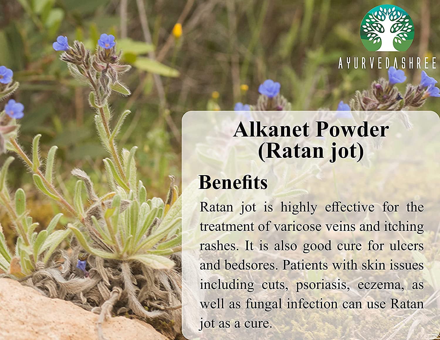  Alkanet Root Powder (Ratanjot/Arnebia Nobilis) (16Oz