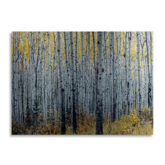 Trademark Fine Art 'Forest of Aspen Trees' Brushed Aluminum Wall Art Art by Pierre Leclerc