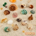 thumbnail image 2 of Caracola natural WedoSoy con forma de conchas de cangrejo ermitaño, 4 a 8 cm, 15 unidades, 2 of 6
