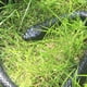 thumbnail image 5 of Juguete de serpiente falsa de goma realista para accesorios de jardín y broma práctica brillar Electrónica, 5 of 5