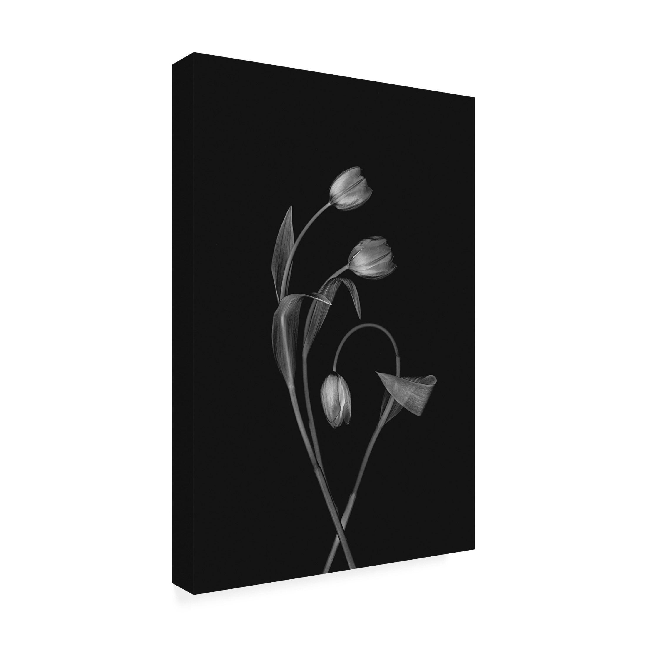 Trademark Fine Art Lydia Jacobs Bending Tulips Canvas Wall Art